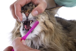 maine coon cat and toothbrush